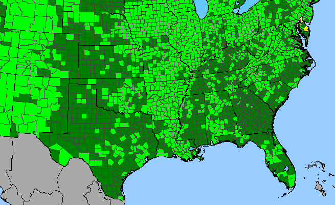 The range of Equisetum hyemale ssp. affine